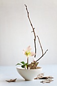 Ikebana mit Christrosen