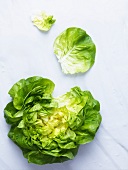 Head of lettuce with pulled off leaves