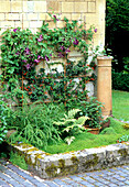 Greened corner with climbing plants on a stone wall and ferns