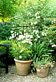 Terrakottatöpfe mit weißen Kosmeen (Cosmos) und Gartenstuhl