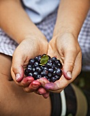 A boy holding freshly picked blackberries