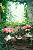 Hydrangea on garden chairs in front of a climbing plant