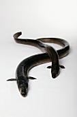 Two eels on a white surface