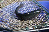 A trout in a net