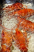 Lobster in ice cold water