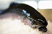 A rainbow trout on ice