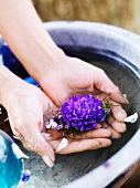 Woman's hands with flower in washbasin