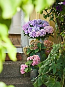 Hydrangea on steps