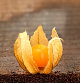 Eine Physalis