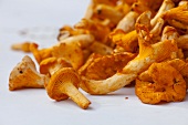 Fresh chanterelles, close-up