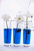 Chrysanthemums in glasses of blue water