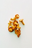 Fresh chanterelle mushrooms