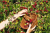 Rosehips being picked