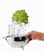 Washing Romanesco broccoli in a colander