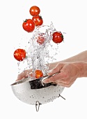 Washing tiger tomatoes in a colander