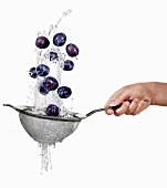 Washing plums in a colander