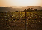 A vineyard by sunset