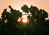 Weinreben bei Sonnenuntergang (Spanien)