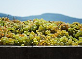 Frische Weintrauben im Holzbottich (Spanien)