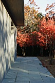 Stone-flagged terrace in front of house in woodland