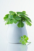 Clover leaves in vase