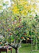 Apples on an apple tree in a garden