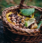 Hazelnuts in a basket