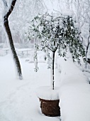 Snowbound potted olive tree