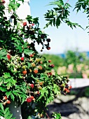 Fruiting blackberry bush