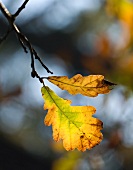 Autumnal leaves on twig