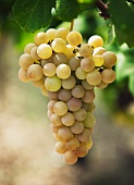 Spanish Parellada grapes
