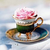Rose in antique teacup with gilt handle