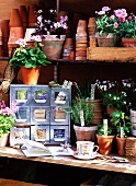 Flowers in pots, empty flower pots and other garden utensils on a shelf