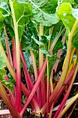 Red chard in a garden