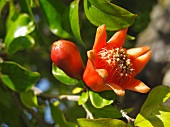 Pomegranate flowers on the tree