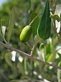 An olive on a tree (close-up)