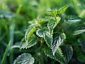 Stinging nettles in a garden (close-up)