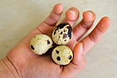 A hand holding three quail's eggs