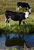 Black and white cows next to pond in meadow