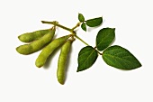 Soya bean pods on a sprig with leaves