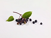 Holunderbeeren auf weißem Grund