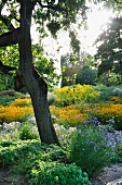 Staudenbeete im Park (Killesbergpark, Stuttgart)