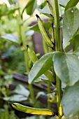 Broad beans on a plant