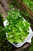 Lettuce seedlings and parsley