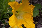 A courgette flower (close-up)