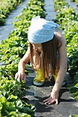 Mädchen pflückt Erdbeeren auf dem Feld