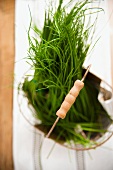 Fresh chives in basket