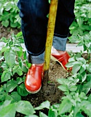 Frau mit roten Clogs bei der Gartenarbeit