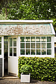Shrub in planter in front of hedge and white-painted shed with open door