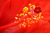 Red hibiscus flower (detail)